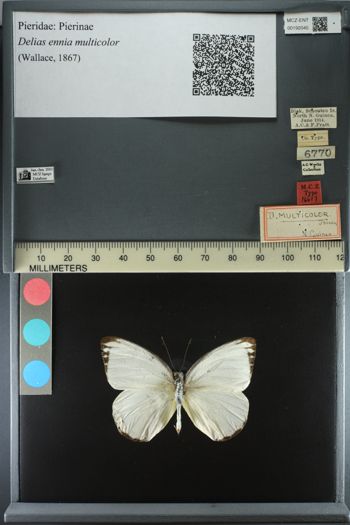 Media type: image;   Entomology 192045